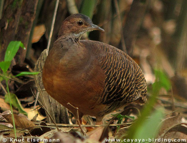 ヤブシギダチョウ（cinnamomeus グループ） - ML205520291