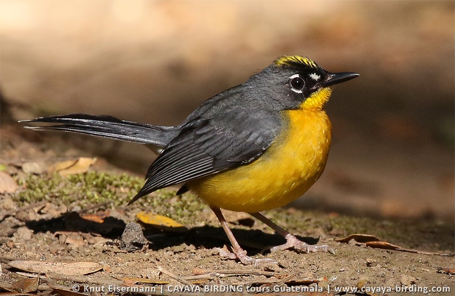 オウギアメリカムシクイ - ML205520381