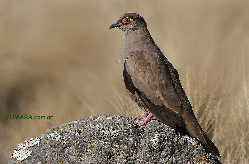 Bare-eyed Ground Dove - Juan Maria Raggio