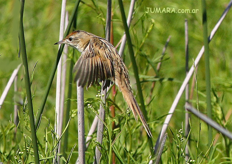 Bay-capped Wren-Spinetail - ML205520491