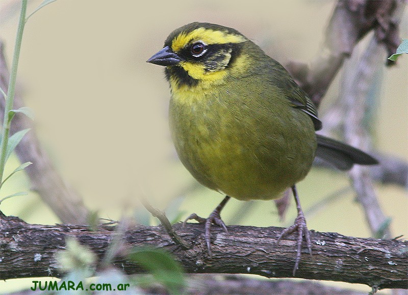 Yellow-striped Brushfinch - ML205520551