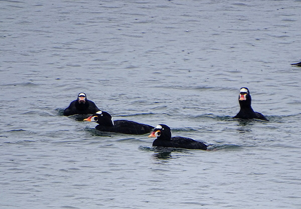 Surf Scoter - ML205521211