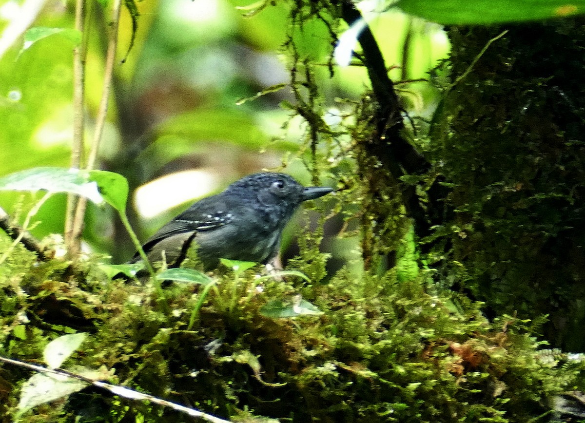 Spot-crowned Antvireo - ML205521871