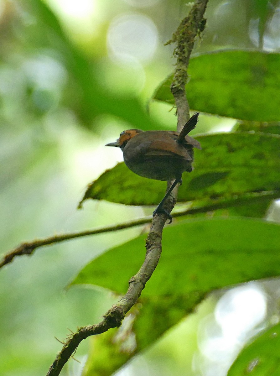 Tawny-faced Gnatwren - ML205521881