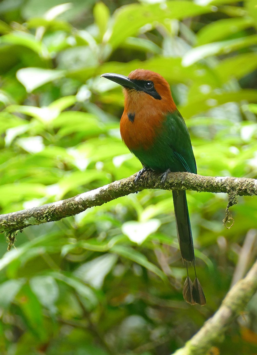 brednebbmotmot (platyrhynchum gr.) - ML205521921