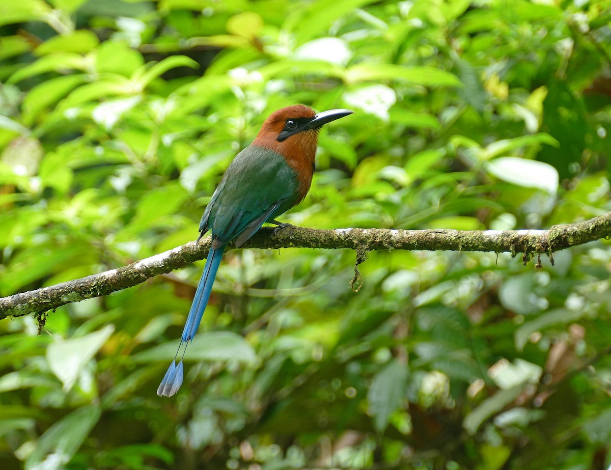 brednebbmotmot (platyrhynchum gr.) - ML205521931