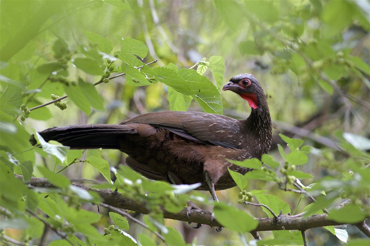 Red-faced Guan - ML205522261