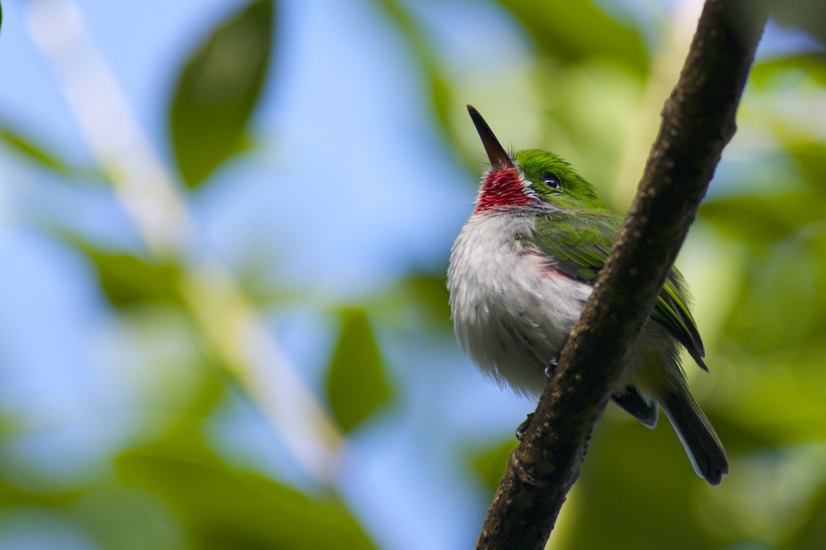 Narrow-billed Tody - ML205522321