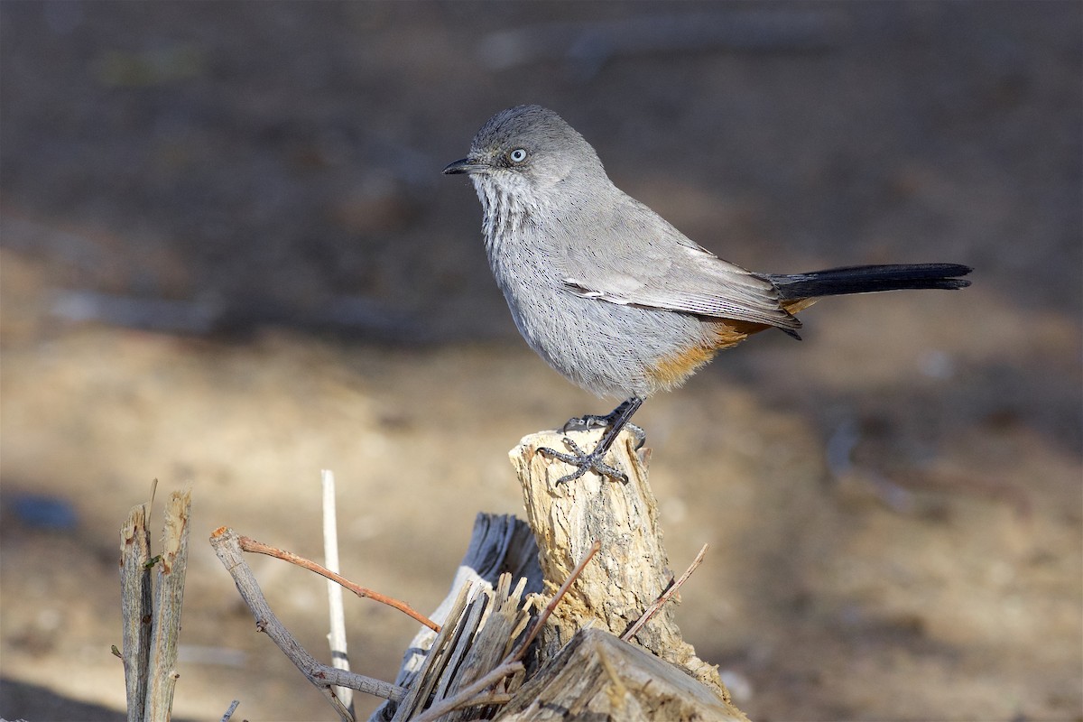 Chestnut-vented Warbler - Daniel Field