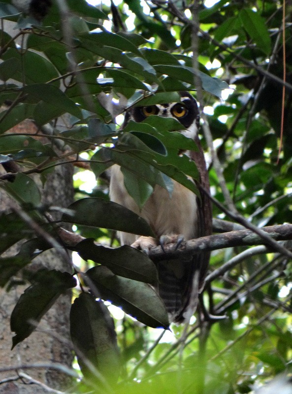 Spectacled Owl - ML205523151