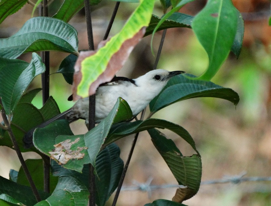 White-headed Wren - Jens Thalund