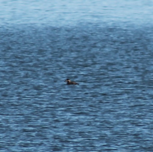 Surf Scoter - Renee Casias