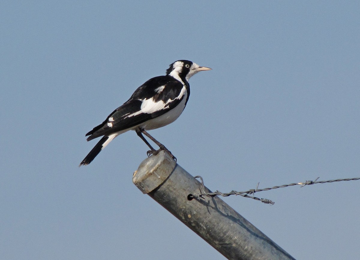 Magpie-lark - ML205523601