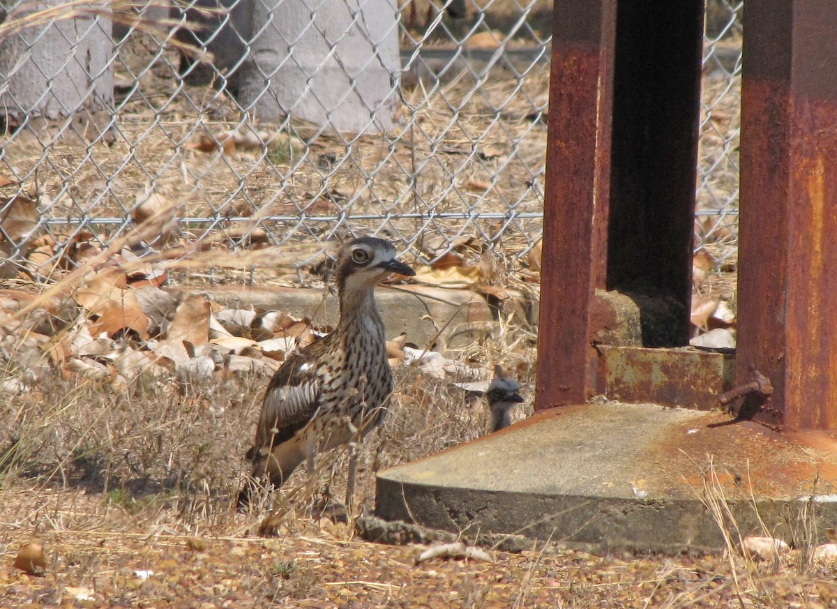 Bush Thick-knee - ML205523611