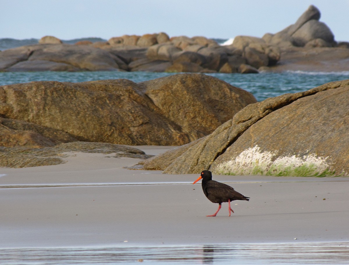 Sooty Oystercatcher - ML205523891