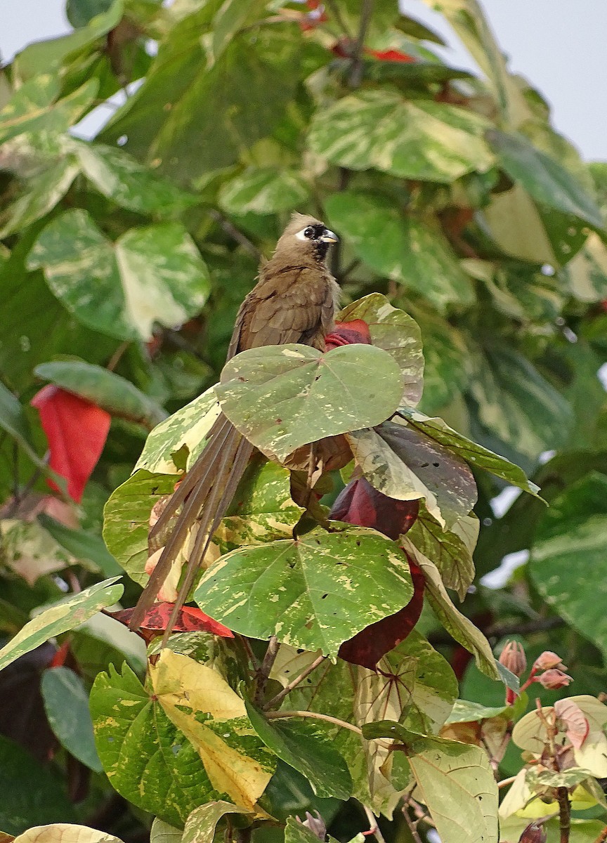 Speckled Mousebird - ML205524031