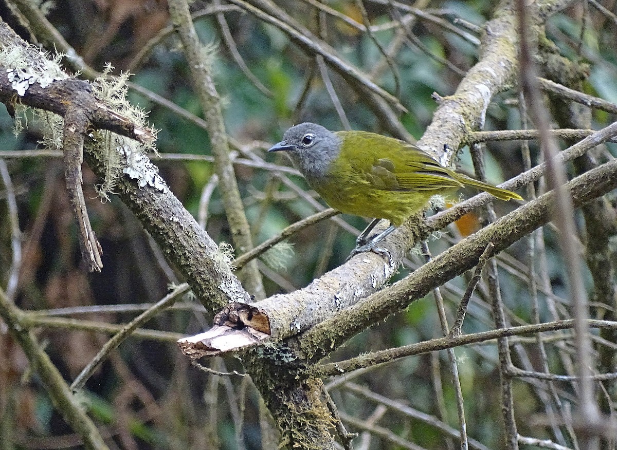 Bulbul à gorge grise - ML205524171