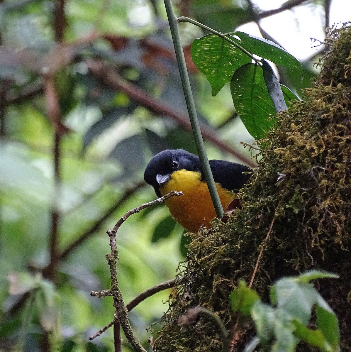 Yellow-breasted Boubou - ML205524211