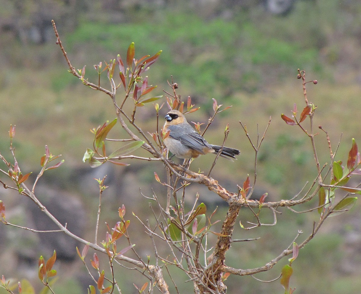 Cinnamon Tanager - Jens Thalund