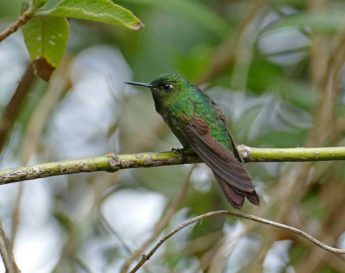 kolibřík dřišťálový (ssp. districta) - ML205524861