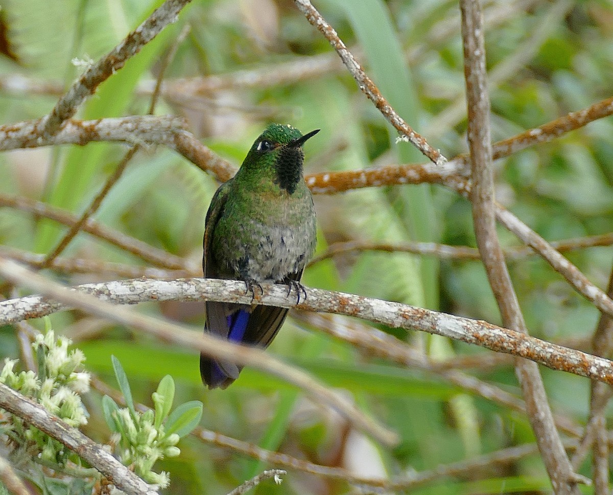 kolibřík dřišťálový (ssp. districta) - ML205524871