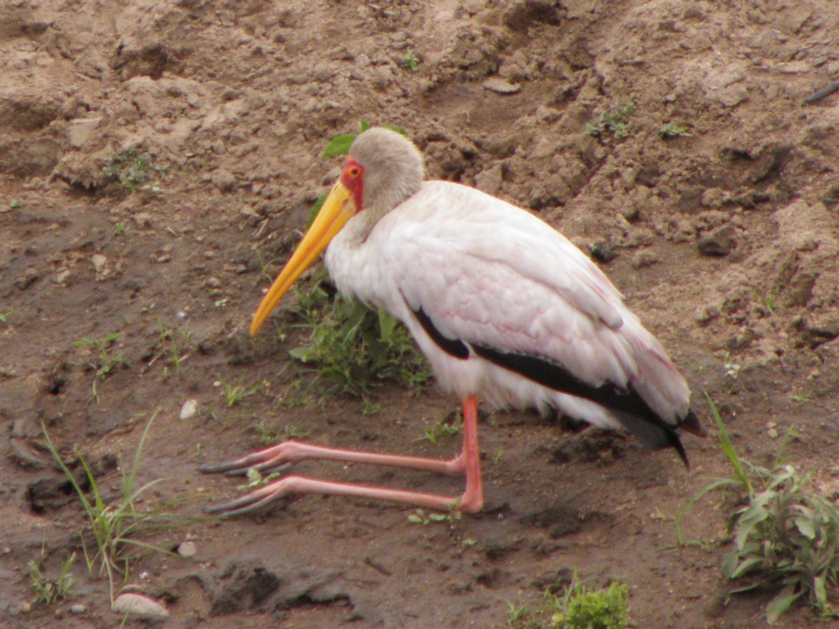Yellow-billed Stork - ML205525081