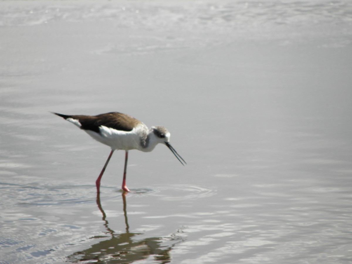 Black-winged Stilt - juan gonzalez valdivieso