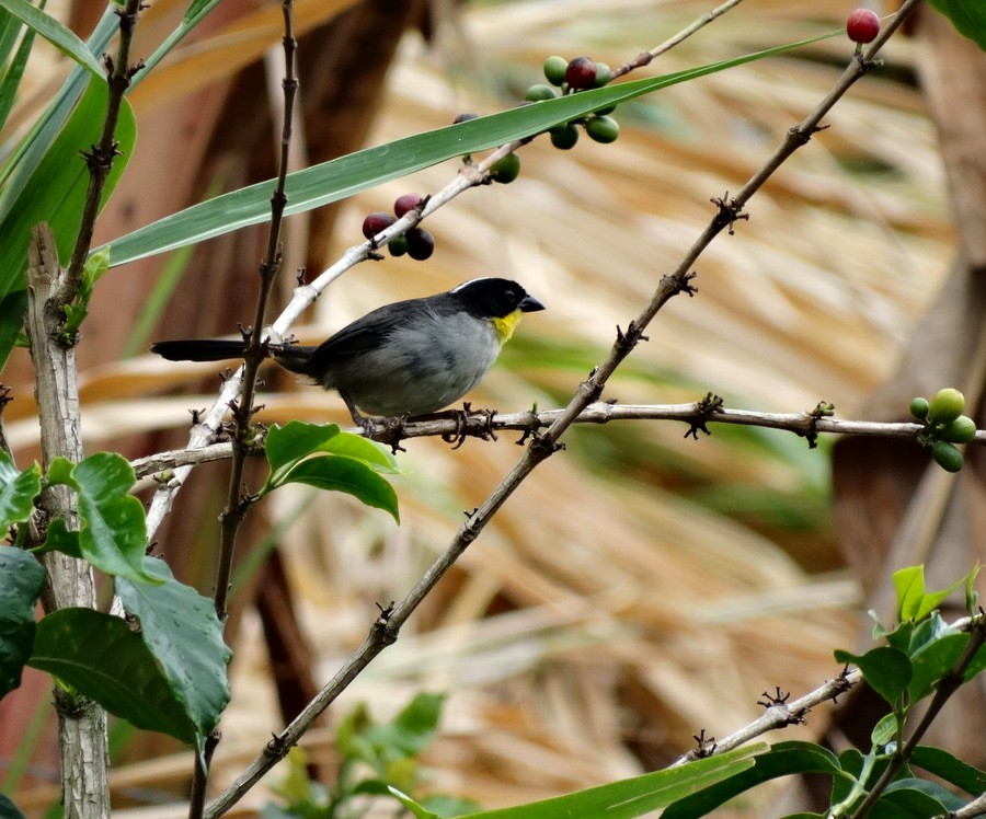 hvitkronekjerrspurv (gutturalis gr.) (gulstrupekjerrspurv) - ML205525741