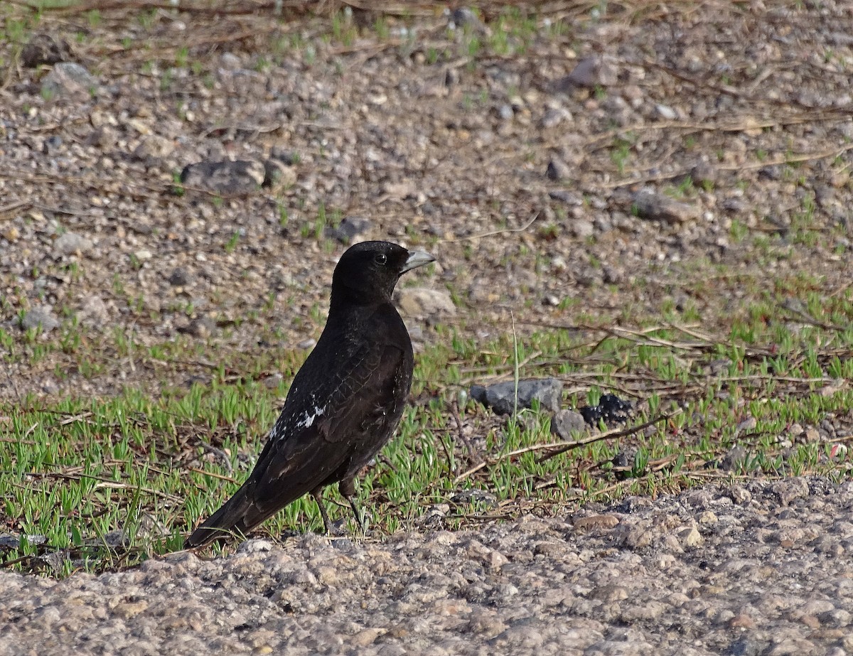 Calandria Negra - ML205526391