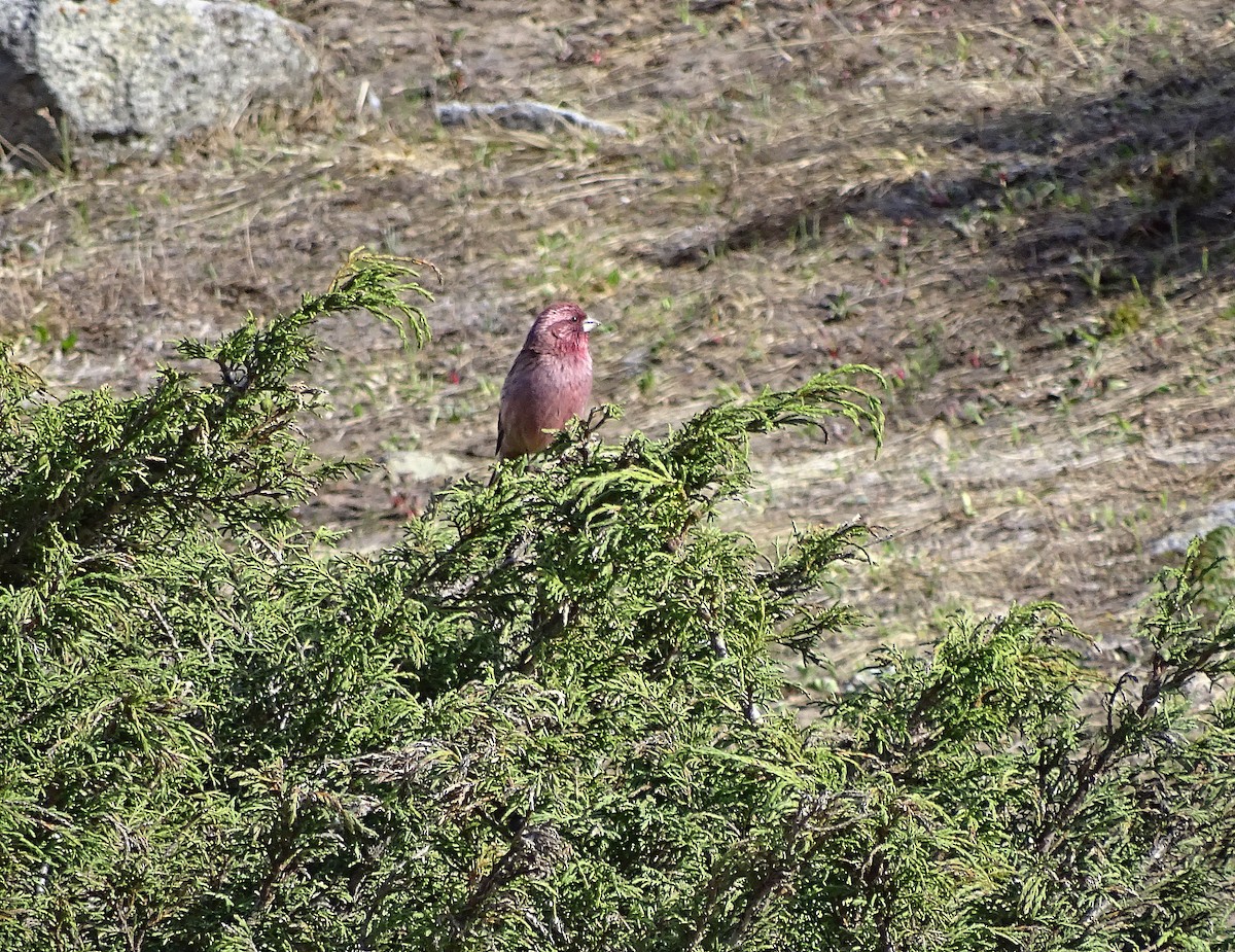 Red-mantled Rosefinch - Jens Thalund