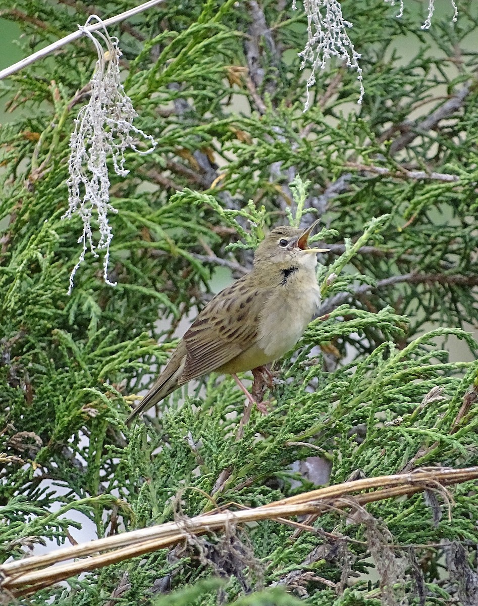 Common Grasshopper Warbler - ML205526841