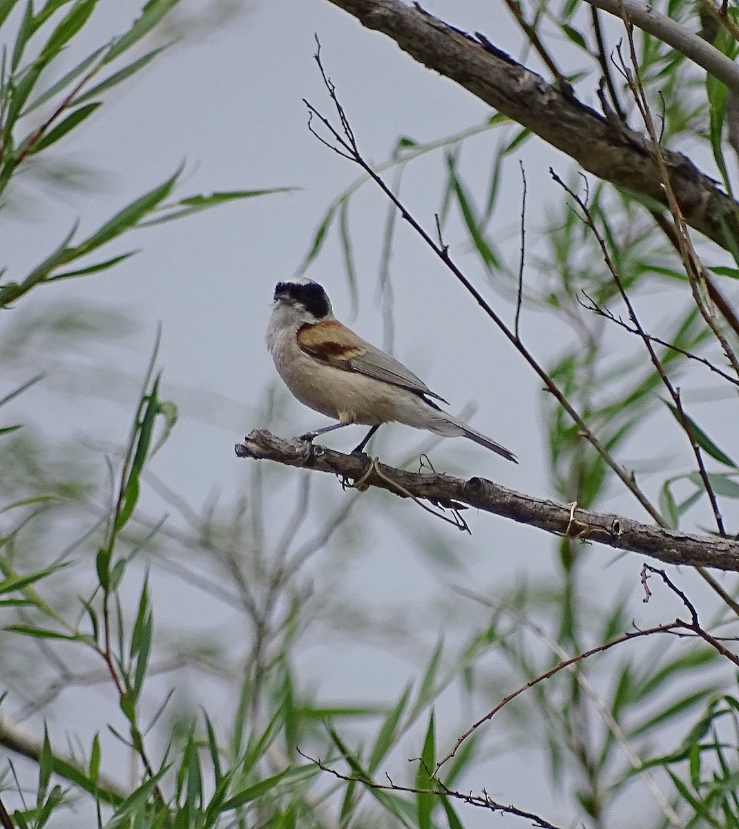 White-crowned Penduline-Tit - Jens Thalund