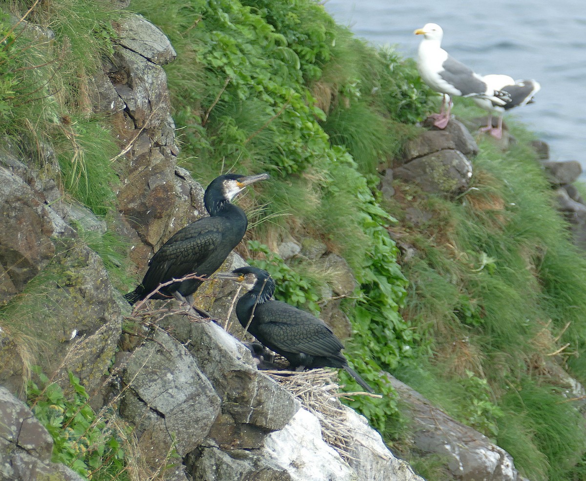 Japanese Cormorant - ML205527231