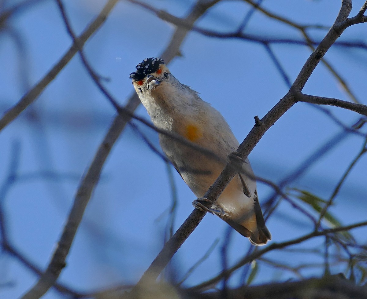 Rotbrauen-Panthervogel - ML205527681