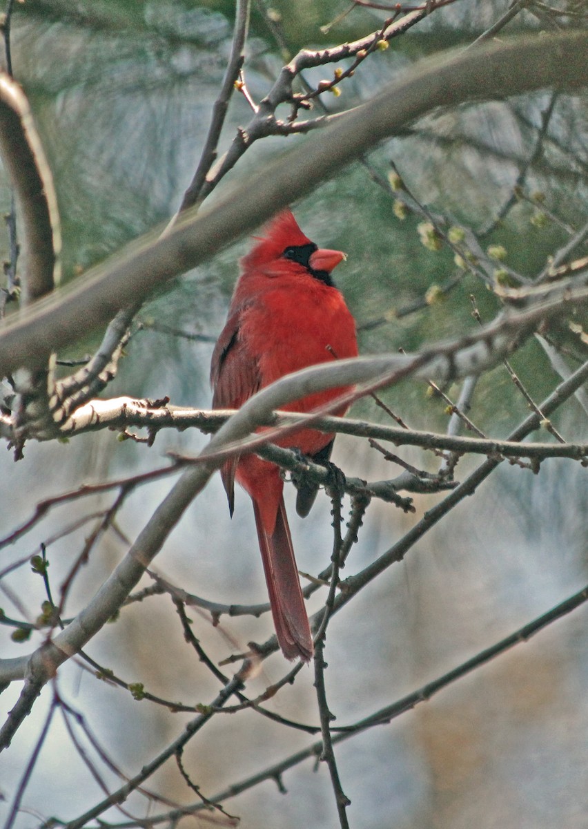 Cardinal rouge - ML205528341