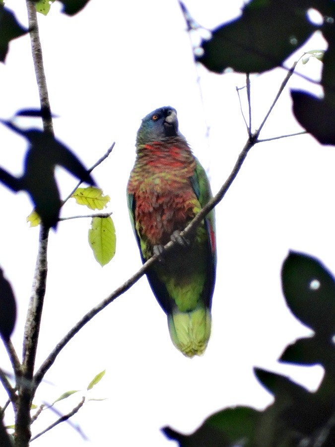 Photos - St. Lucia Amazon - Amazona versicolor - Birds of the World