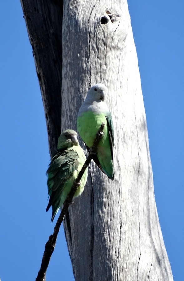 Gray-headed Lovebird - ML205528801