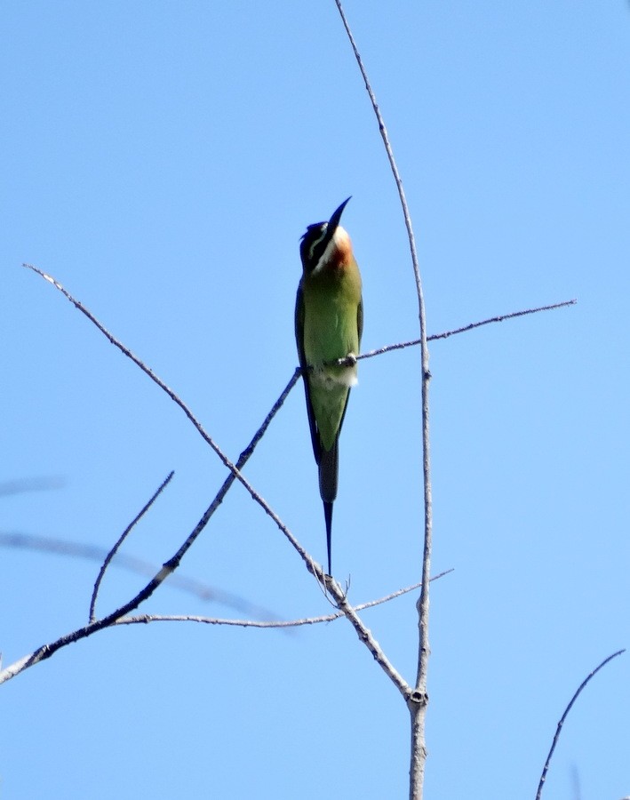 Madagascar Bee-eater - ML205528811