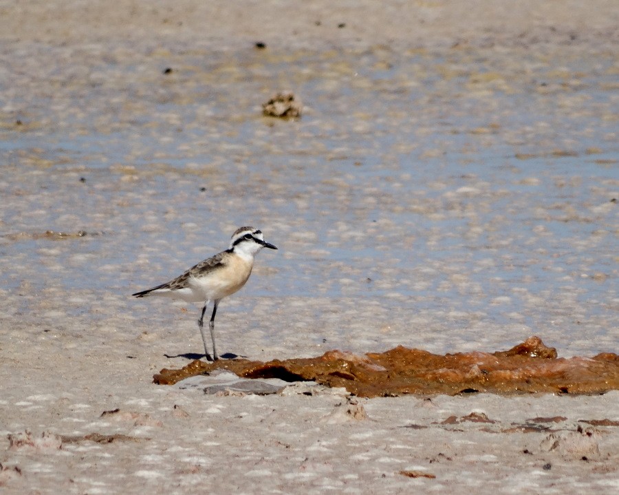 Kittlitz's Plover - ML205528831