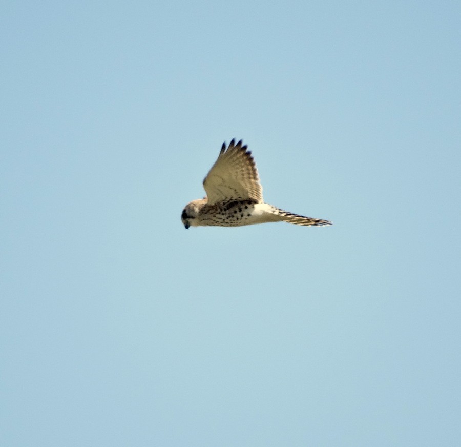 Malagasy Kestrel - ML205528841