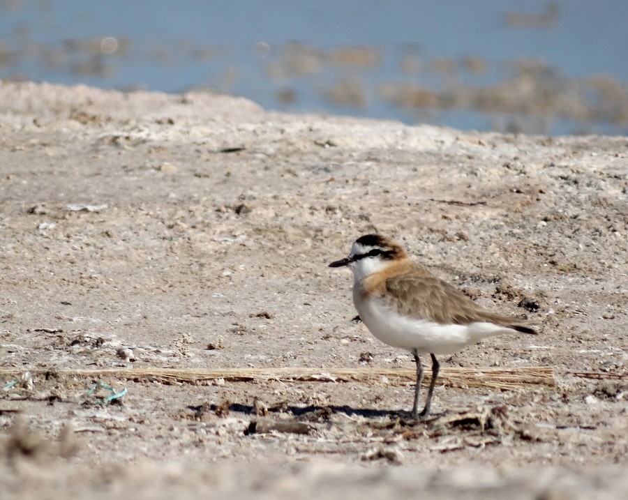 White-fronted Plover - Jens Thalund