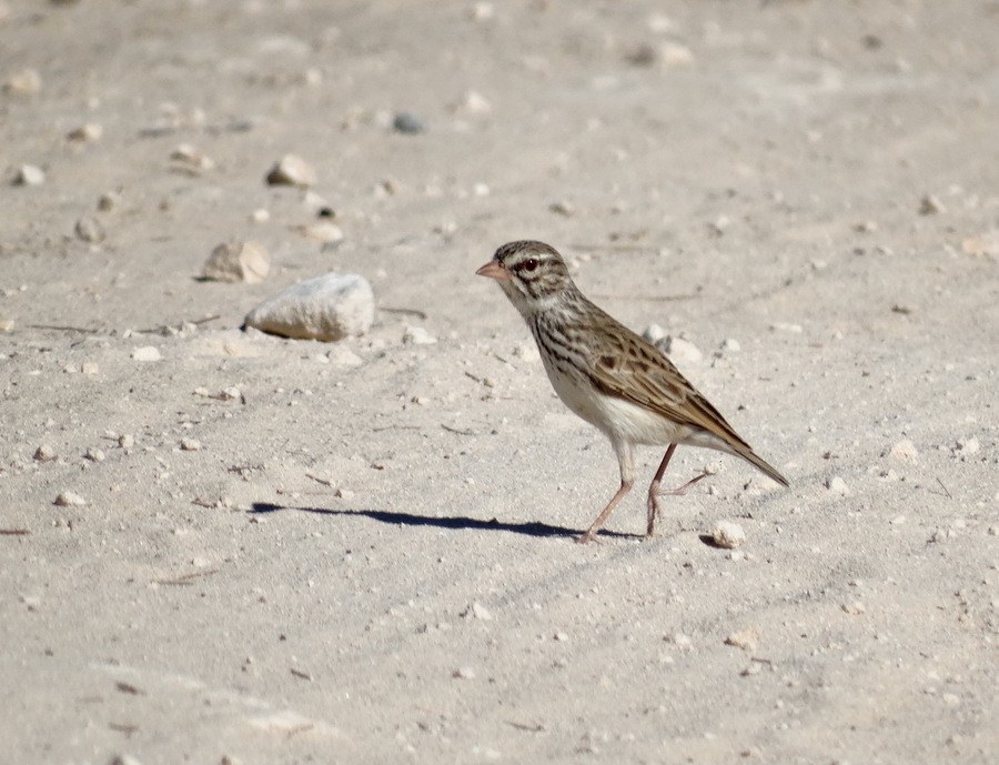 Madagascar Lark - ML205528871