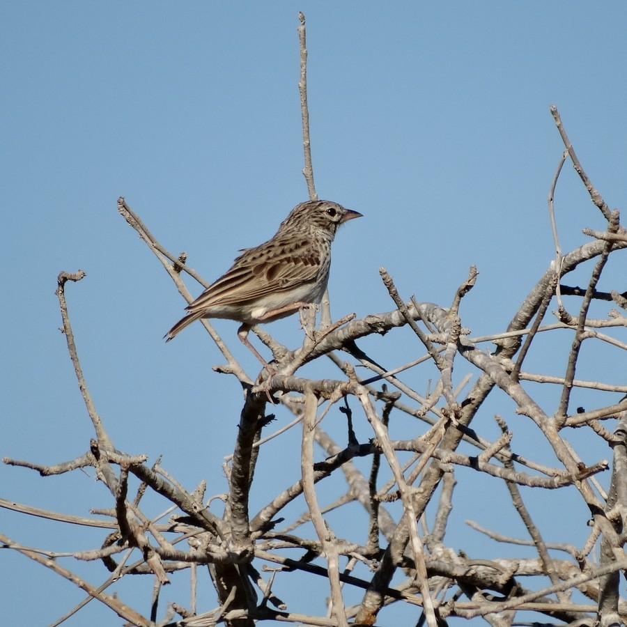 Madagascar Lark - ML205528881