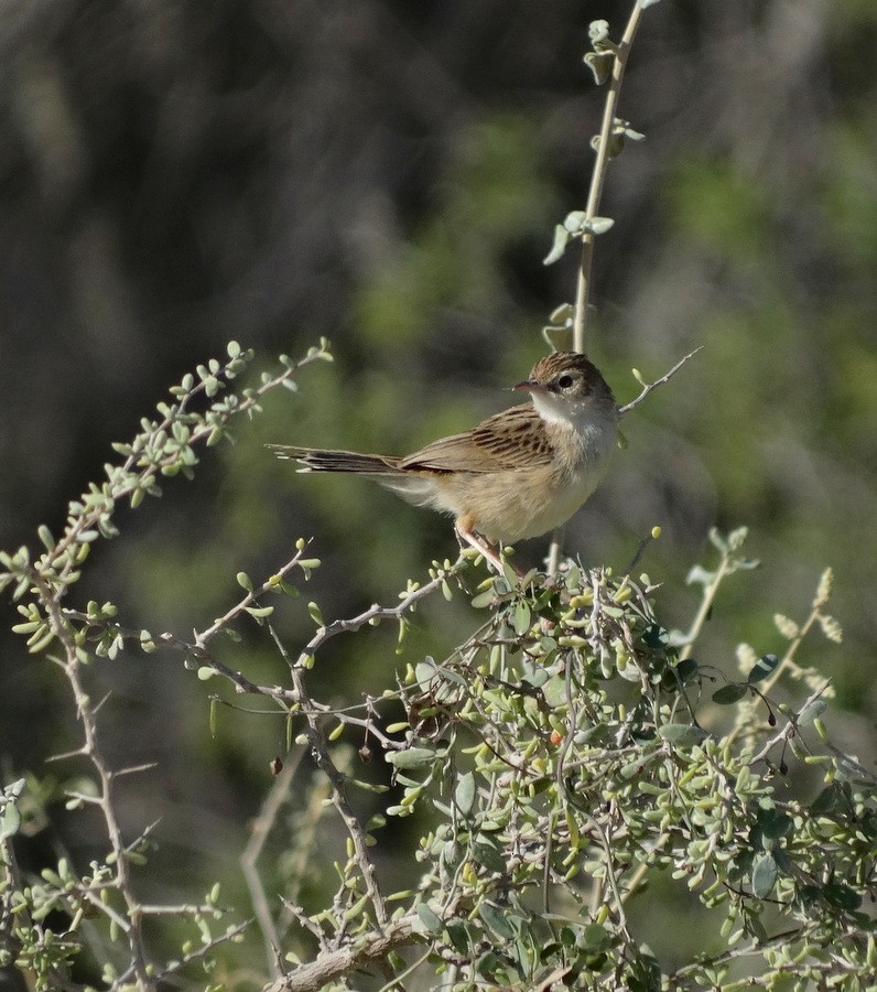 Madagascar Cisticola - ML205528891