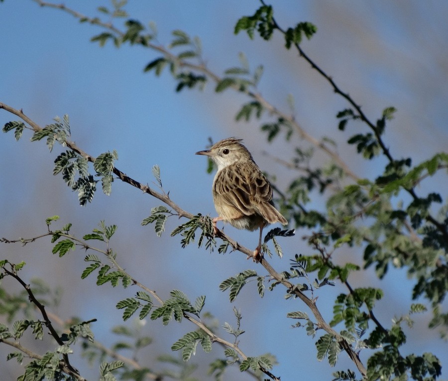 Madagascar Cisticola - ML205528901