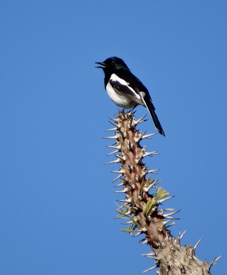 Madagascar Magpie-Robin (White-winged) - ML205528981