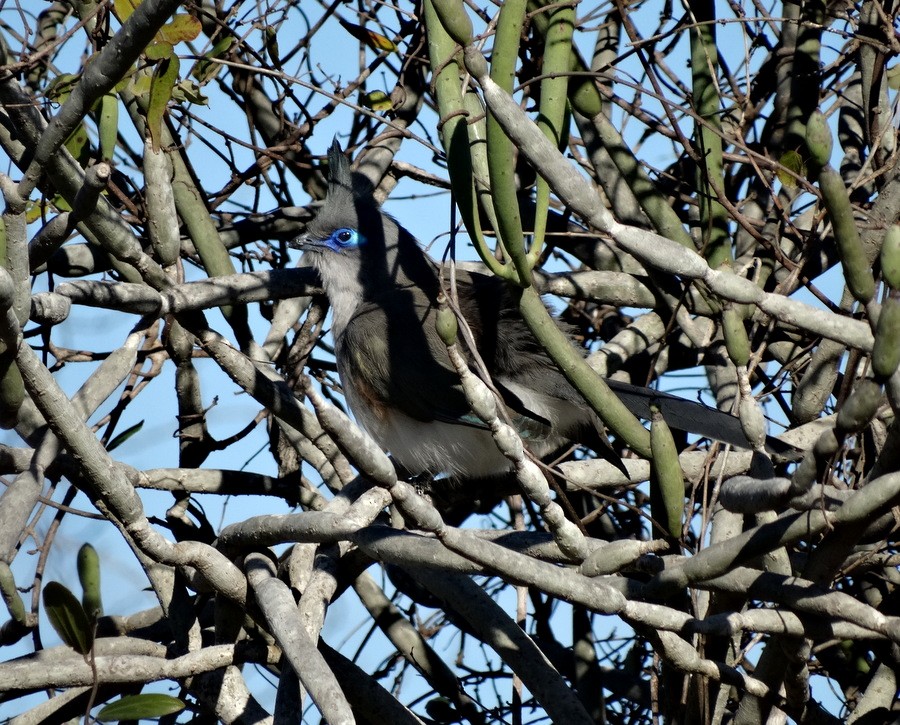 Verreaux's Coua - Jens Thalund