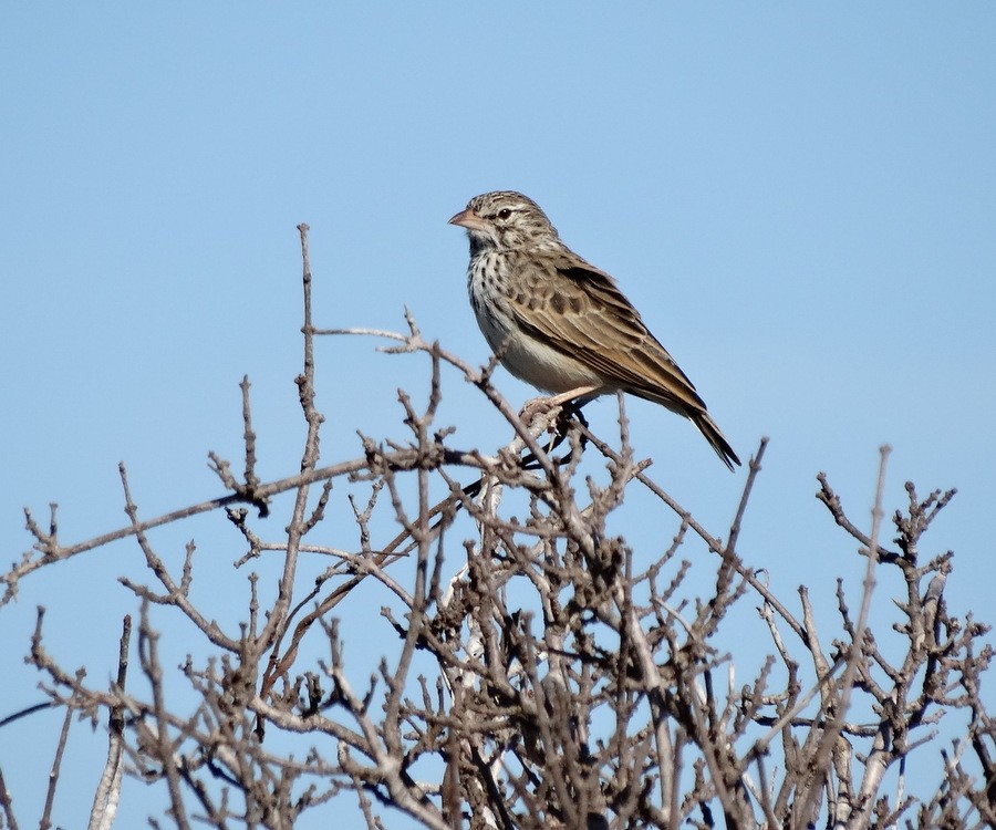 Madagascar Lark - ML205529131