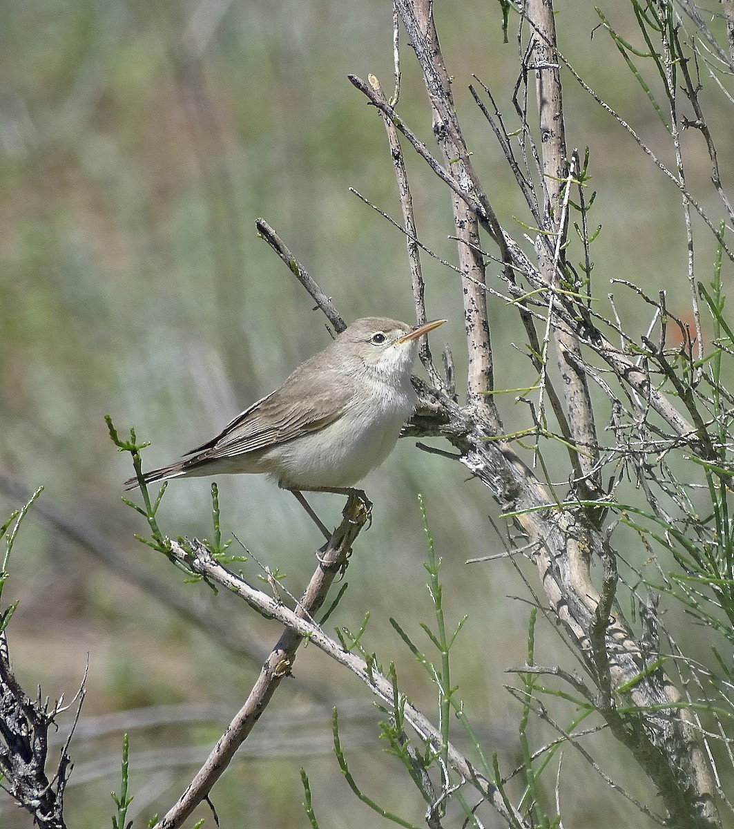 Sykes's Warbler - ML205529261