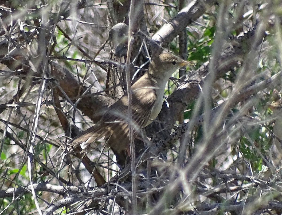 Sykes's Warbler - ML205529271